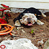 Cute English Bulldog Hiding Bones