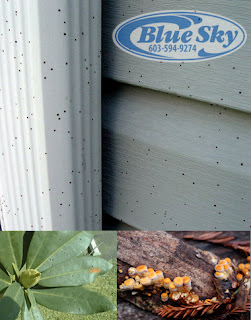 Blue Sky Pressure Washing over 2000 homes & Artillery fungus!