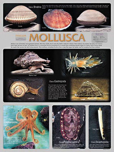 Smart_ebook: Phylum Mollusca