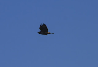 Buzzard from the Middleton-Wirksworth Road.