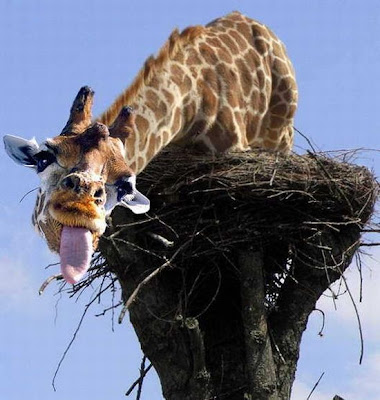 funny pictures of giraffes