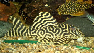 Ikan sapu-sapu jenis King Tiger Pleco