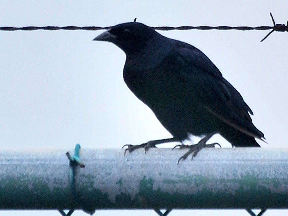 blackbirds in kentucky