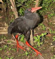 burung terancam punah