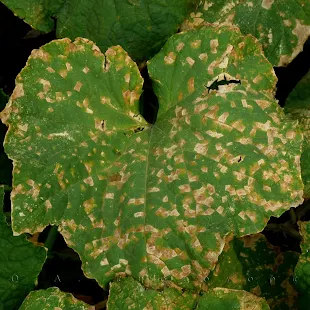 Downy mildew of cucurbits