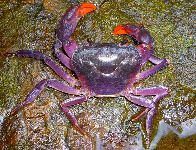 new crab philippines