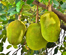 3 Amazing Benefits of Jackfruit or Jack Tree