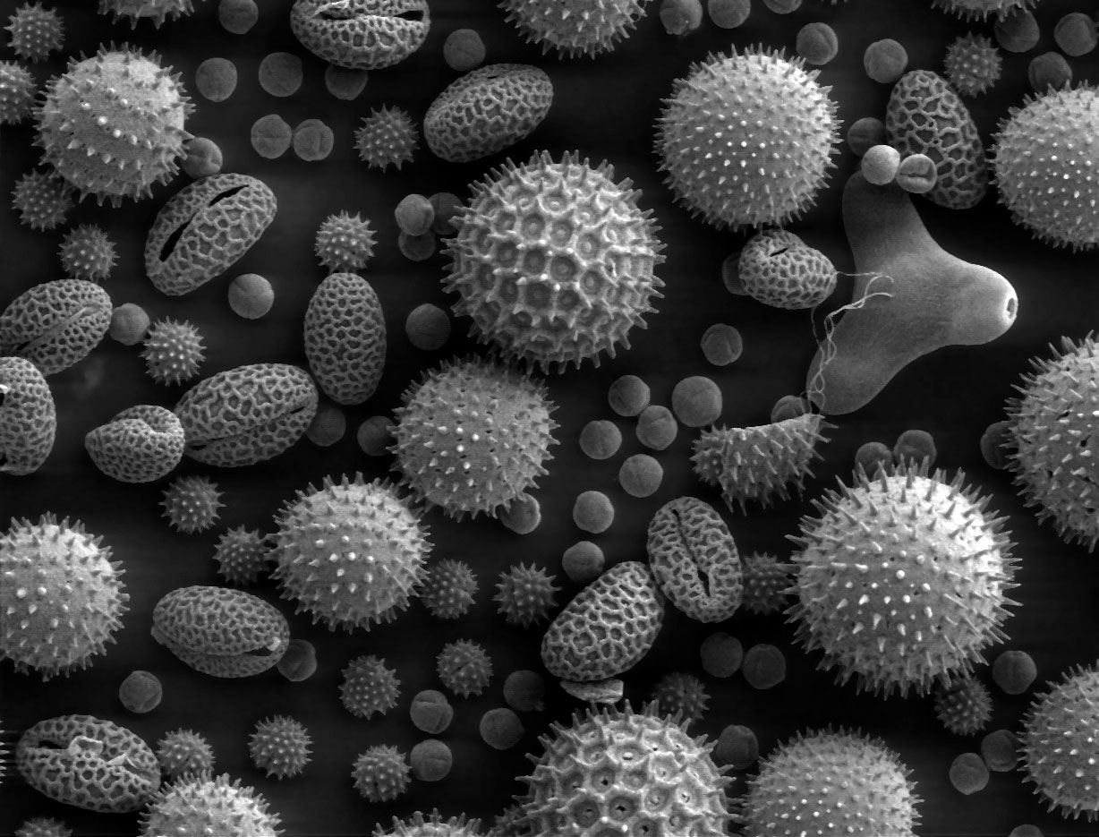 Stacey Kalkowski's Art Journal: Pollen Spores and Asteroids