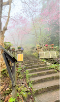 淡水楓樹湖「巨石花園」賞木蓮花 (木蘭） / 桃花源 百年古厝「石頭屋」秘境賞櫻 花開迎人來，花謝神仙居