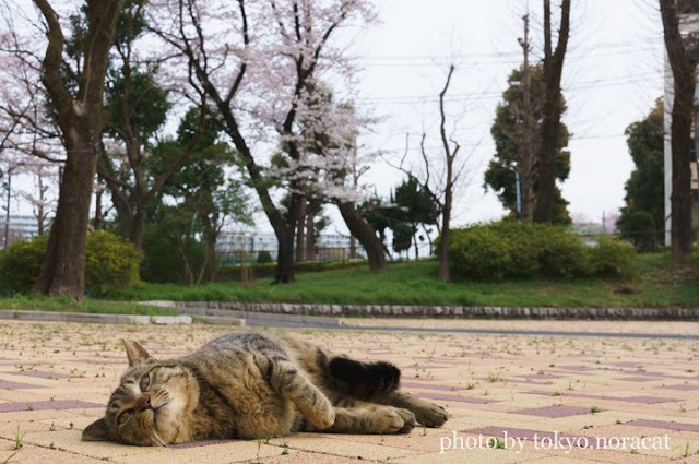 猫写真