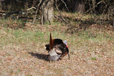 tom turkey displaying in the back yard