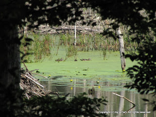 Wood Duck and Ducklings