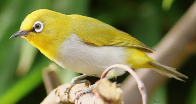 "Indian White-eye (Zosterops palpebrosus), a small and lively songbird. Distinctive yellow-green plumage with a white eye-ring.Perched on a thick branch."