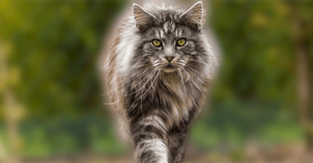 Maine Coon outside