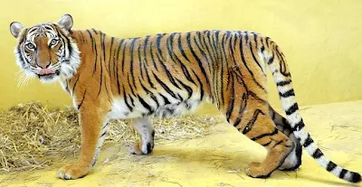 Tigre