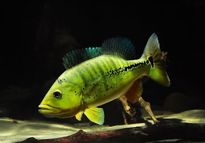 Gambar Ikan Cichla melaniae