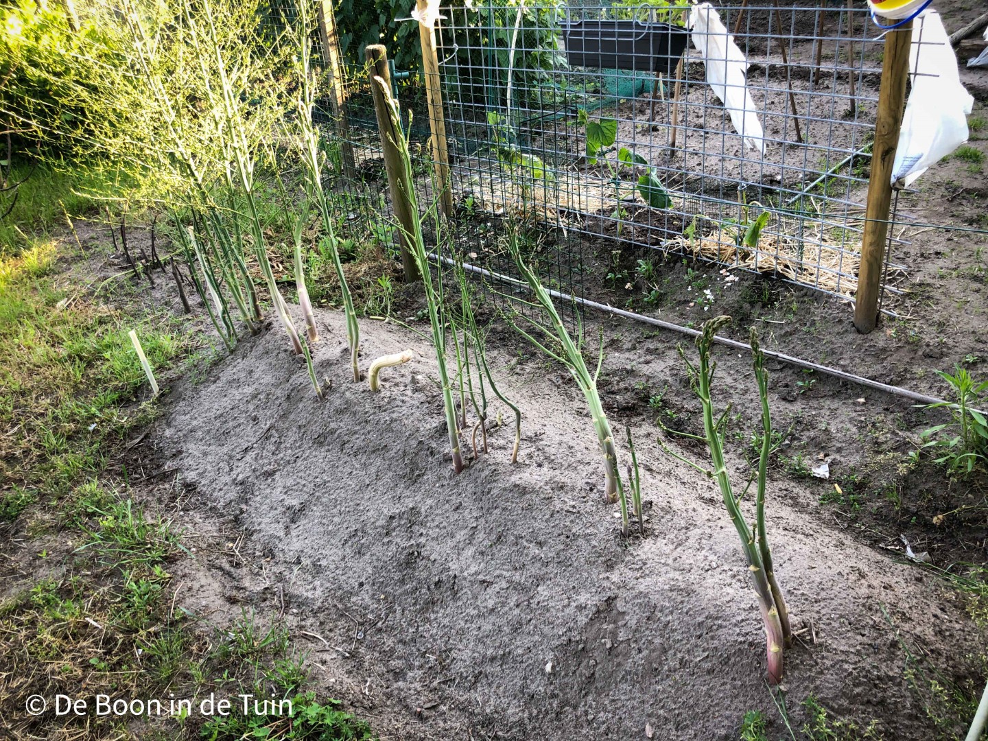 moestuin juni volkstuin doorschieten asperges