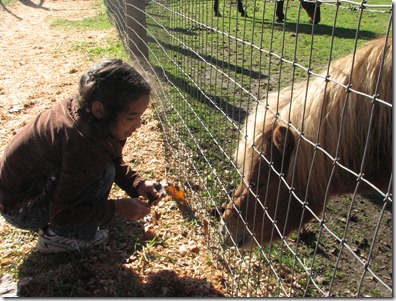 Scholz Pumpkin Farm 119