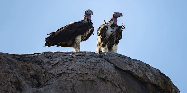 In Serengeti, there were six different species of vultures. 