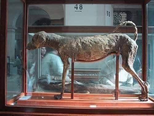 The royal dog of King Amenhotep the Second