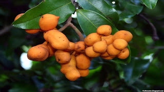 zig zag vine fruit images wallpaper