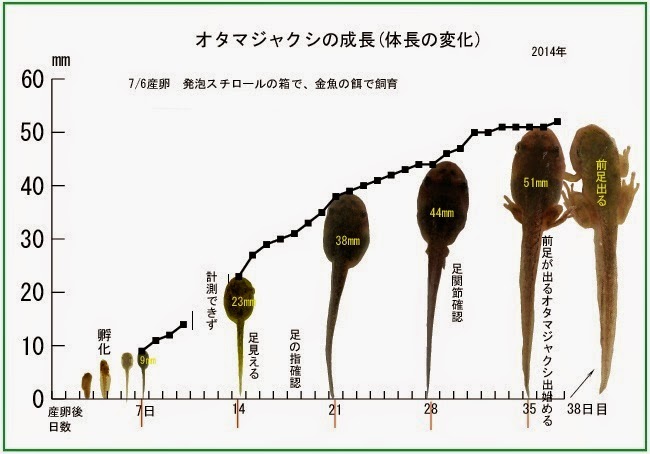 アマガエルのお話 オタマジャクシ発育曲線 アマガエルのお話 オタマジャクシ発育曲線
