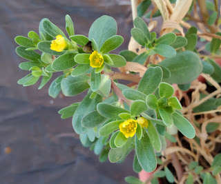 verdura Portulaca oleracea