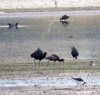 Puna Ibis, White-faced Ibis