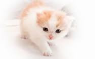 Cute And Funny Images Of White Kitten 24