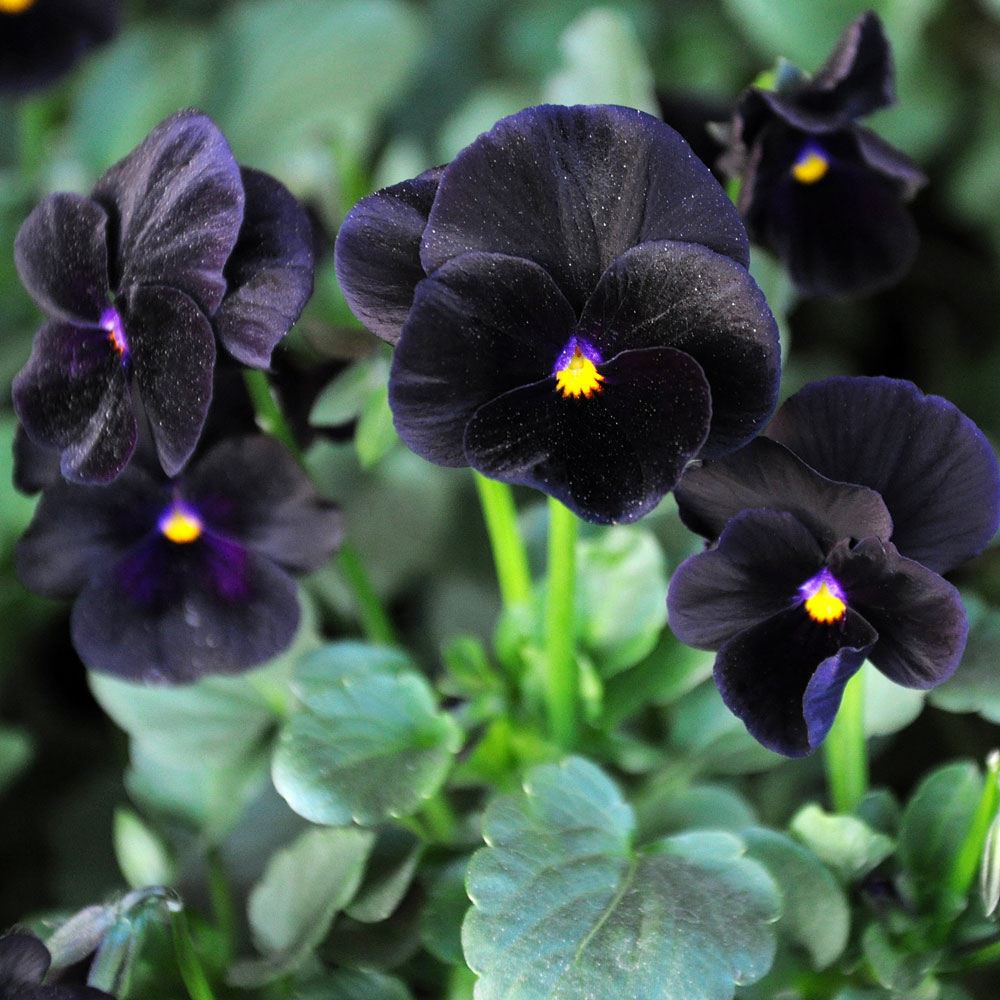 Flores negras