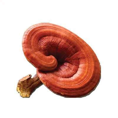 Ganoderma Mushroom Pure Culture Supplier Company in Portugal