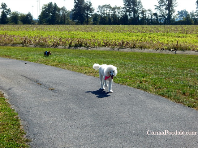 Standard Poodle and Chihuahua walking on trail