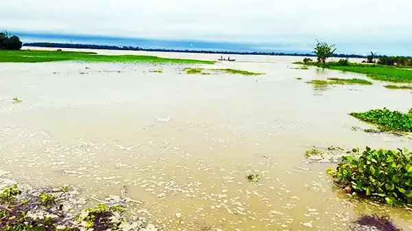 নীলফামারীতে তিস্তার বন্যায় ২০ হেক্টর জমির আমন ক্ষতিগ্রস্ত