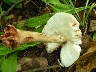 Amanite rougissante d'Amérique - Amanita amerirubescens 