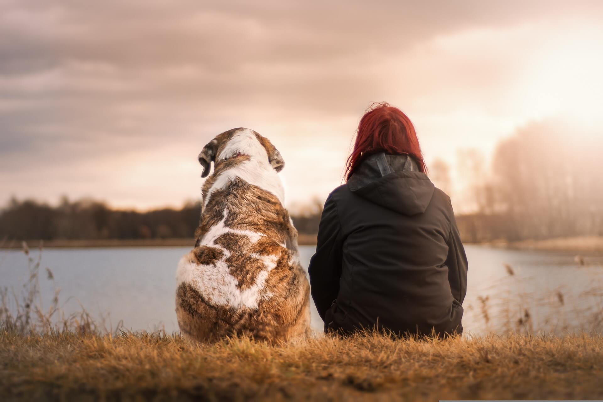 adoptar un perro mayor