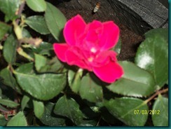 Misc pictures July 3 2012 049