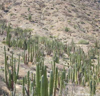 Baja California hillside