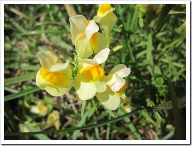 20120927_property-flowers_007