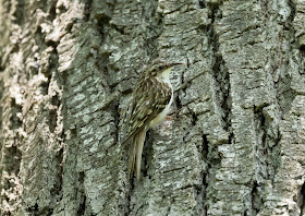 Brown Creeper - Oak Openings Preserve, Ohio, USA