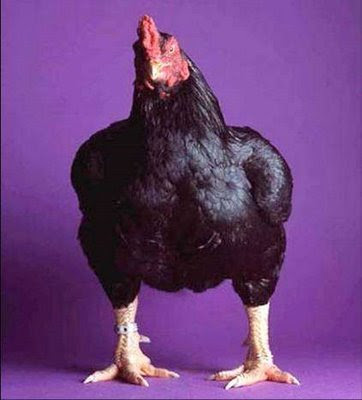 real or fake hen