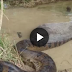 Giant Anaconda- Part 9