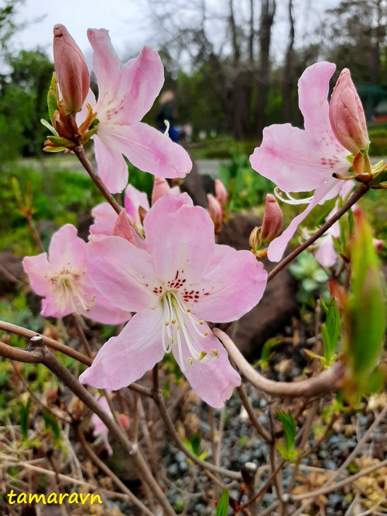 Рододендрон Шлиппенбаха (Rhododendron schlippenbachii)