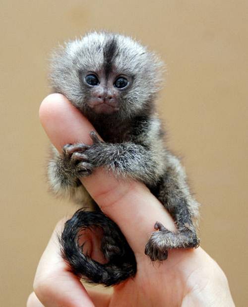Celebrities Spy Cute Finger Monkeys  12 Images