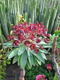 Euphorbia Atropurpurea