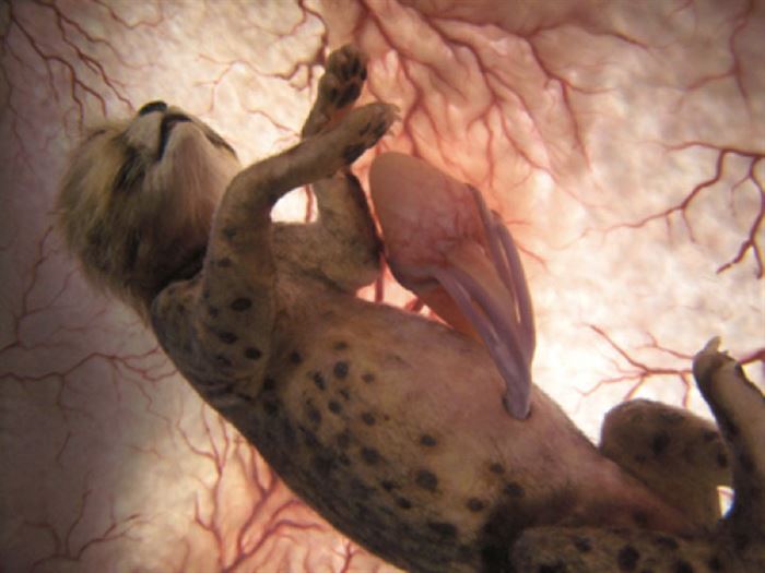 12 Wonderful Pictures of Unborn Animals in the Womb