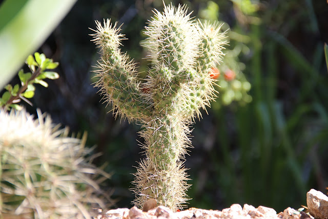 Teddy bear cholla