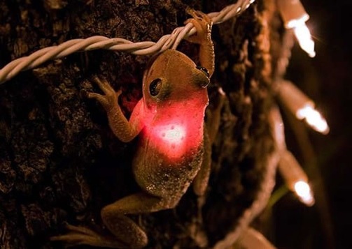 tree frog christmast light