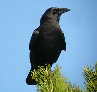 Crow, Crows, Black, Tree, Treetop