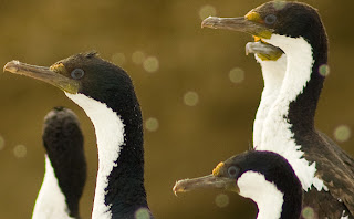 Cormoranes en Peninsula Valdes