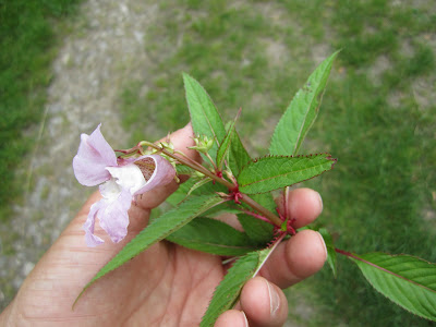 Impatiens glandufliera - Indian Balsam